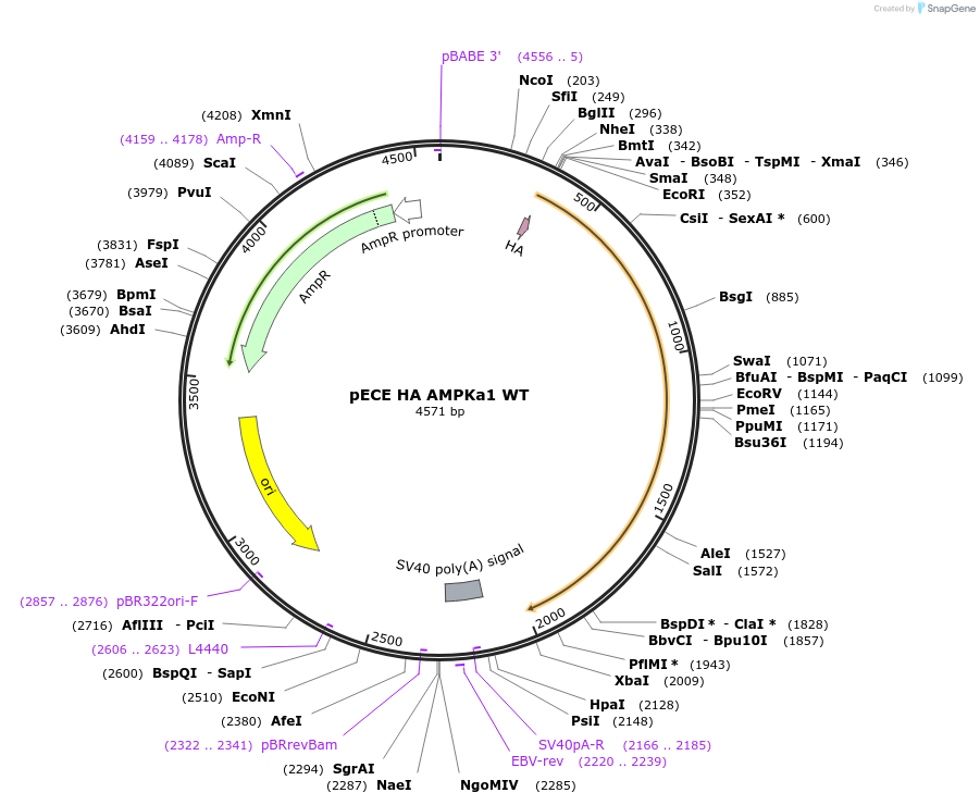 69504-plasmid-map-sequence-id-179036