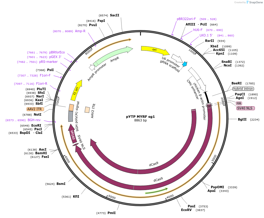 88857-plasmid-map-sequence-id-179037