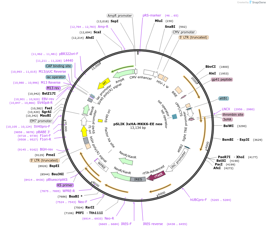 47546-plasmid-map-sequence-id-179092