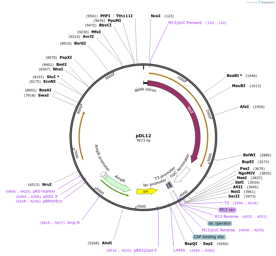 17834-plasmid-map-sequence-id-179133
