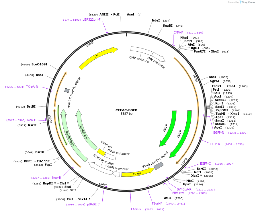 86059-plasmid-map-sequence-id-179753