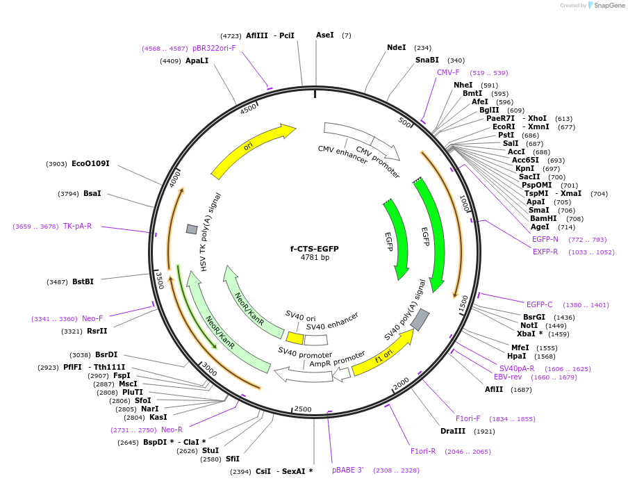86064-plasmid-map-sequence-id-179754