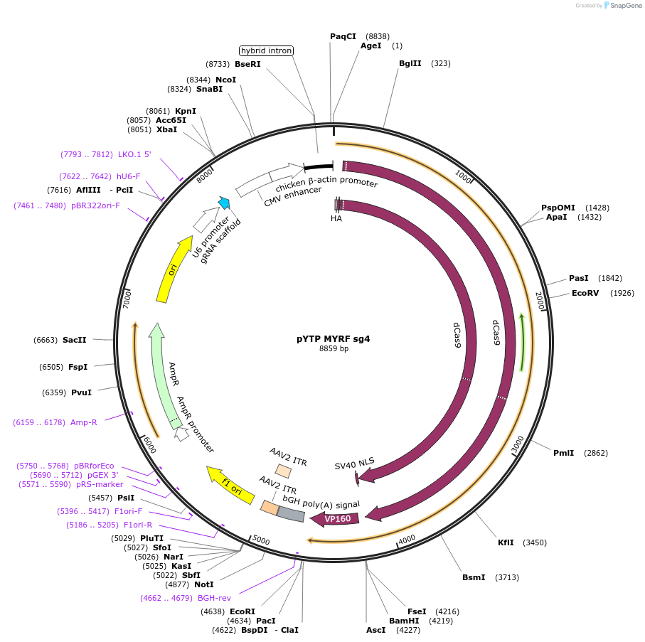 88860-plasmid-map-sequence-id-179756