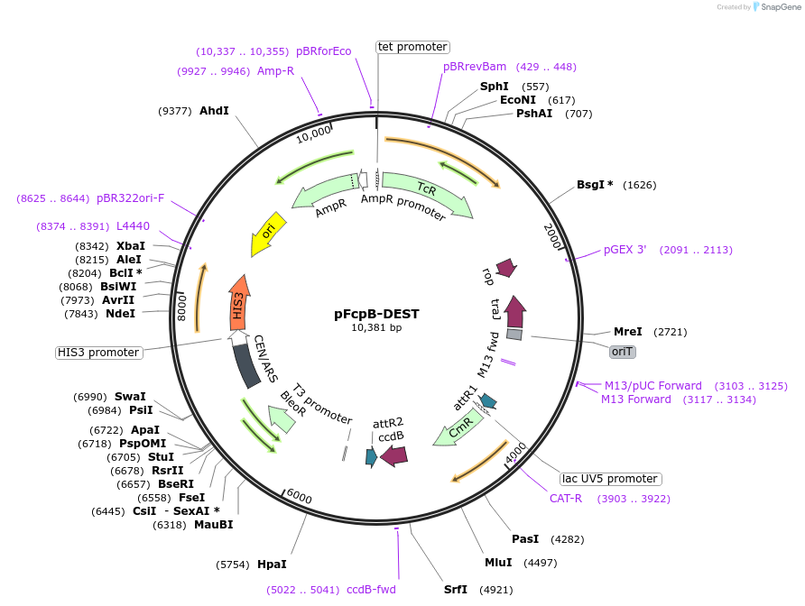 90098-plasmid-map-sequence-id-179764