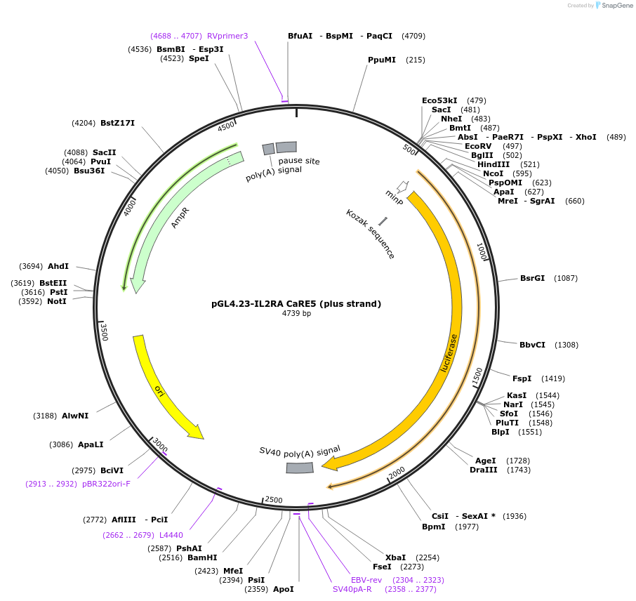 91841-plasmid-map-sequence-id-179914
