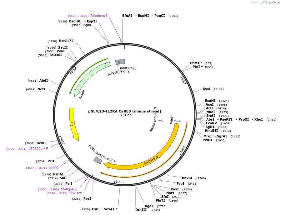 91835-plasmid-map-sequence-id-179920