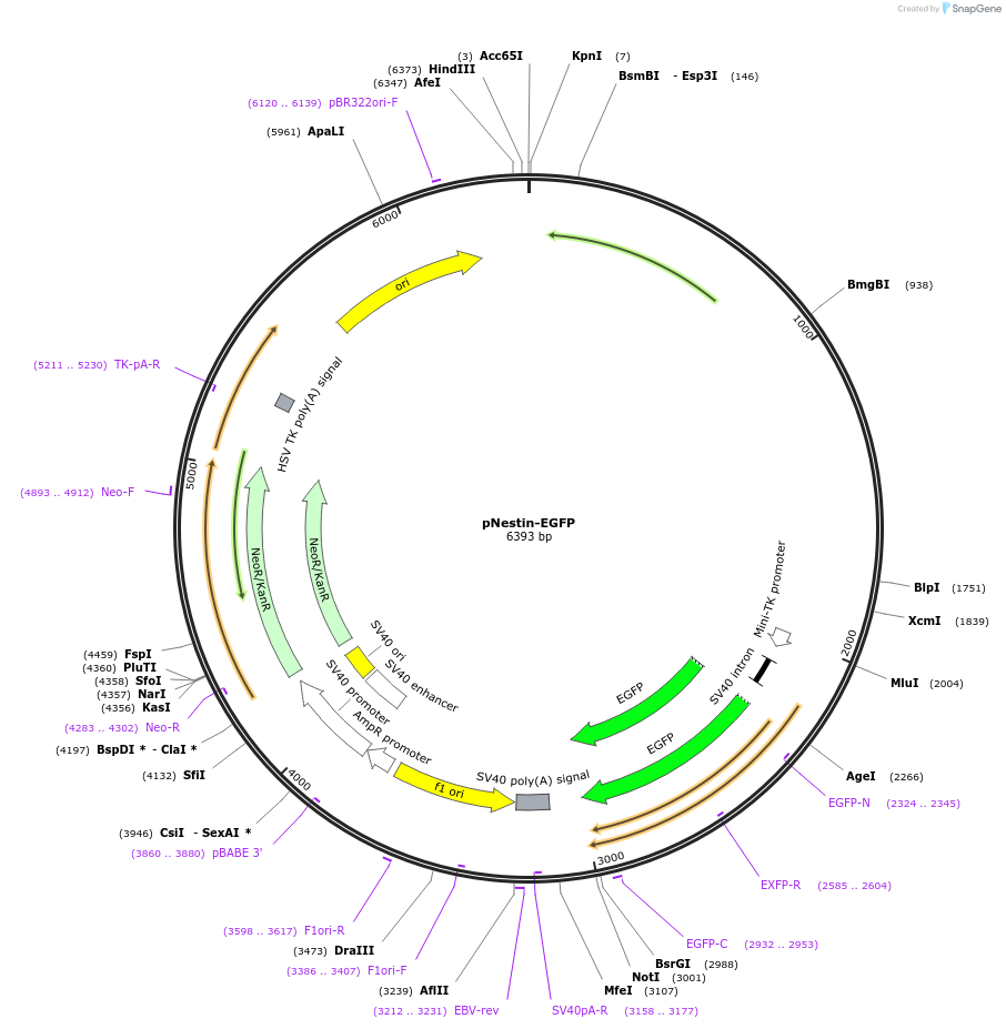 38777-plasmid-map-sequence-id-179926
