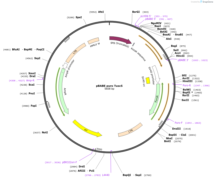 87952-plasmid-map-sequence-id-179929