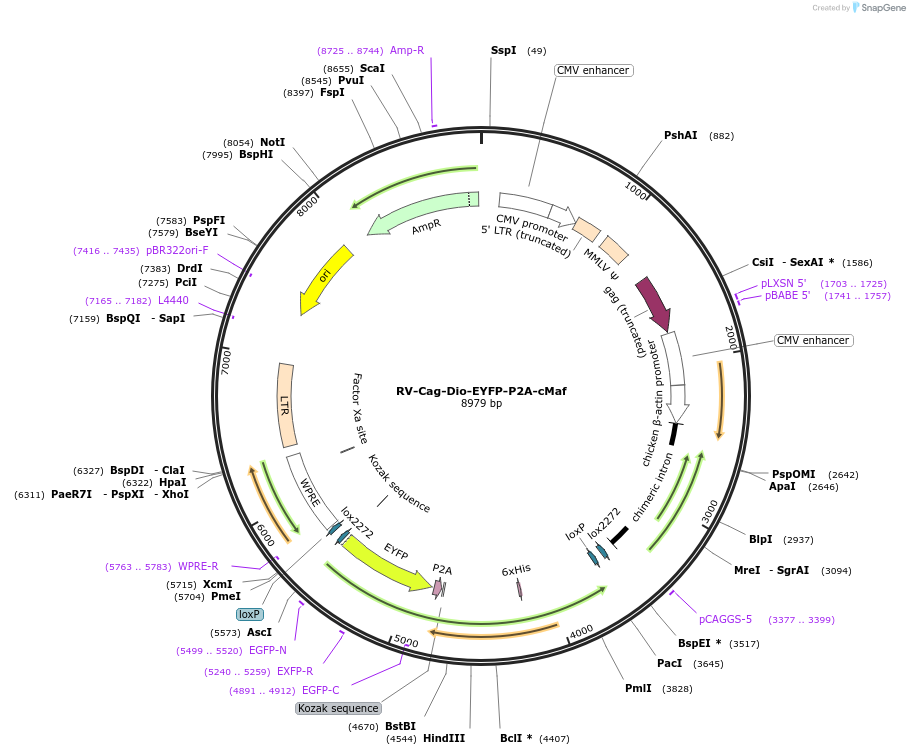 98174-plasmid-map-sequence-id-179954