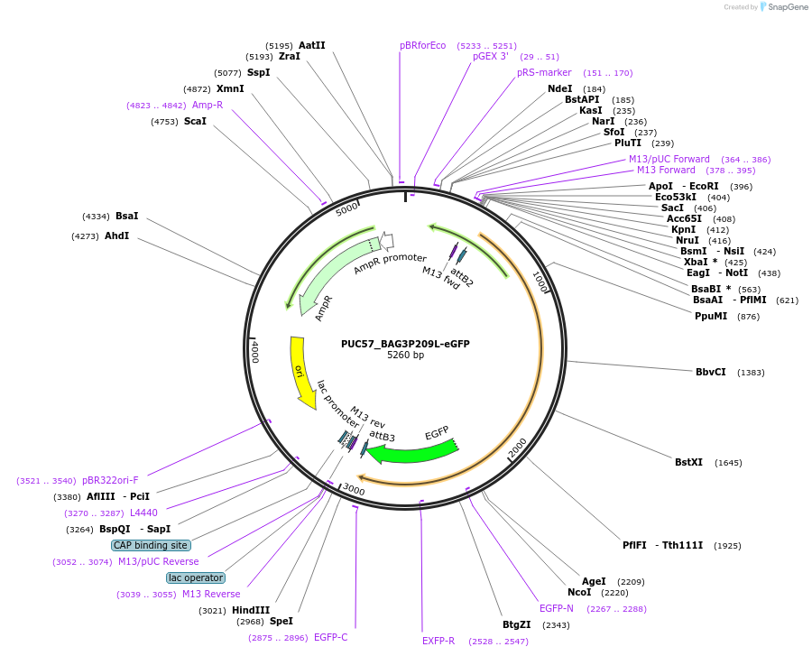 98183-plasmid-map-sequence-id-179964