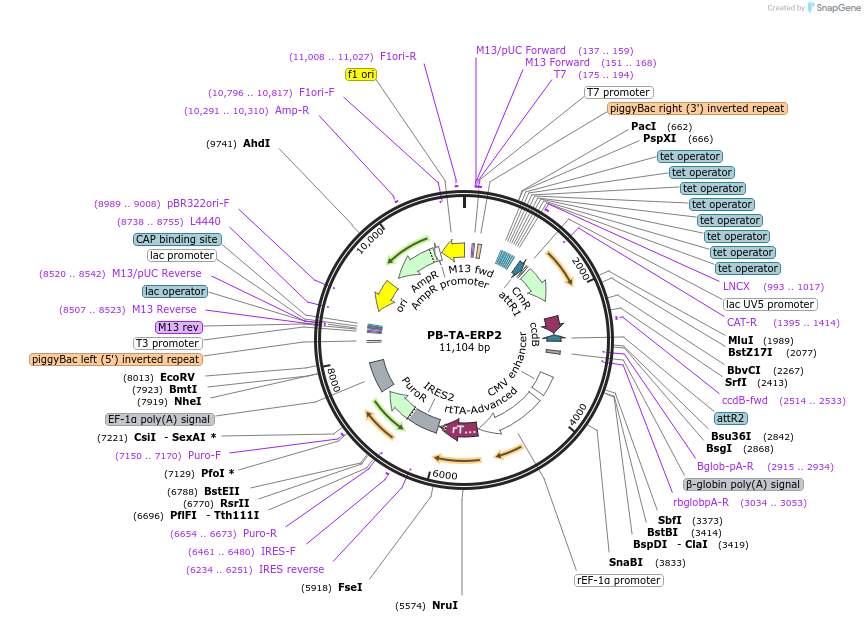 80477-plasmid-map-sequence-id-179966