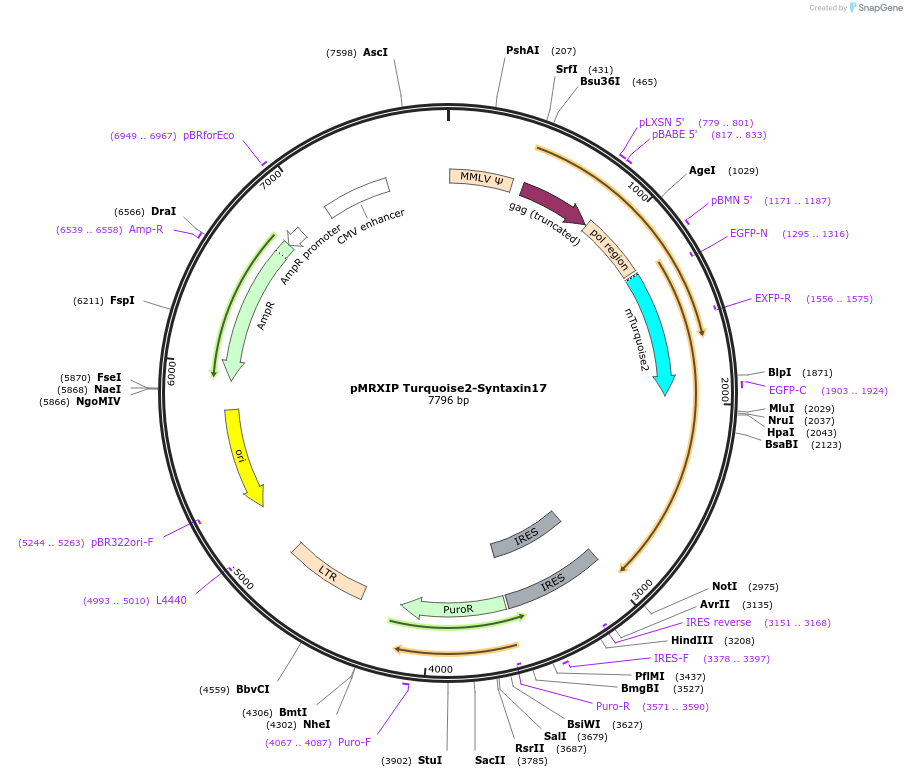 89938-plasmid-map-sequence-id-179968