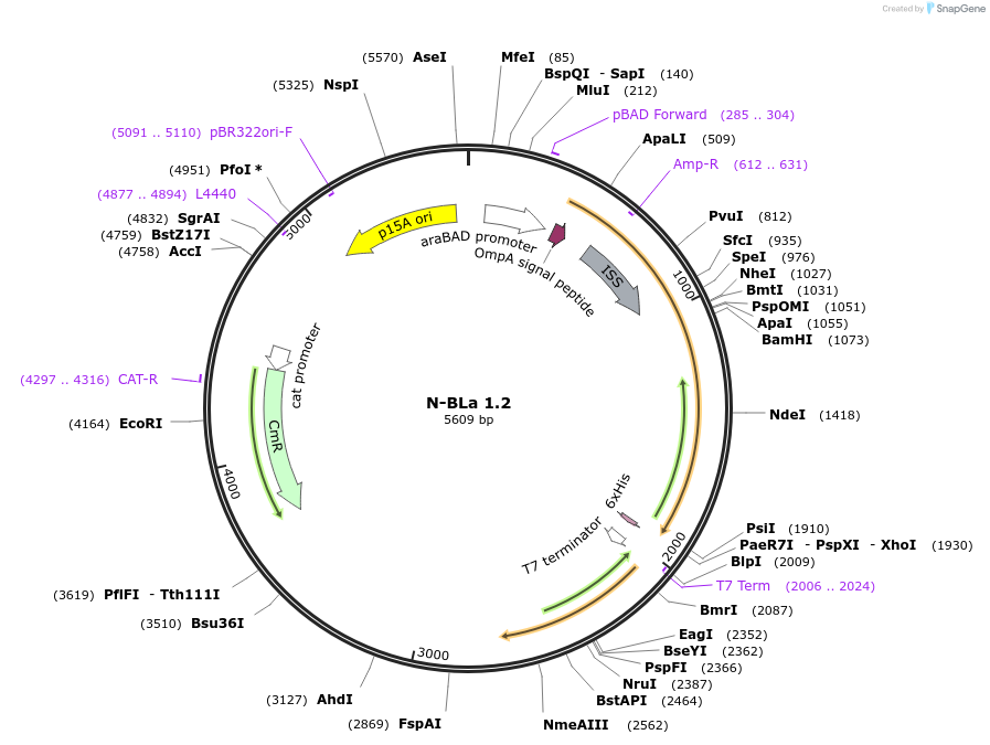 88999-plasmid-map-sequence-id-179971