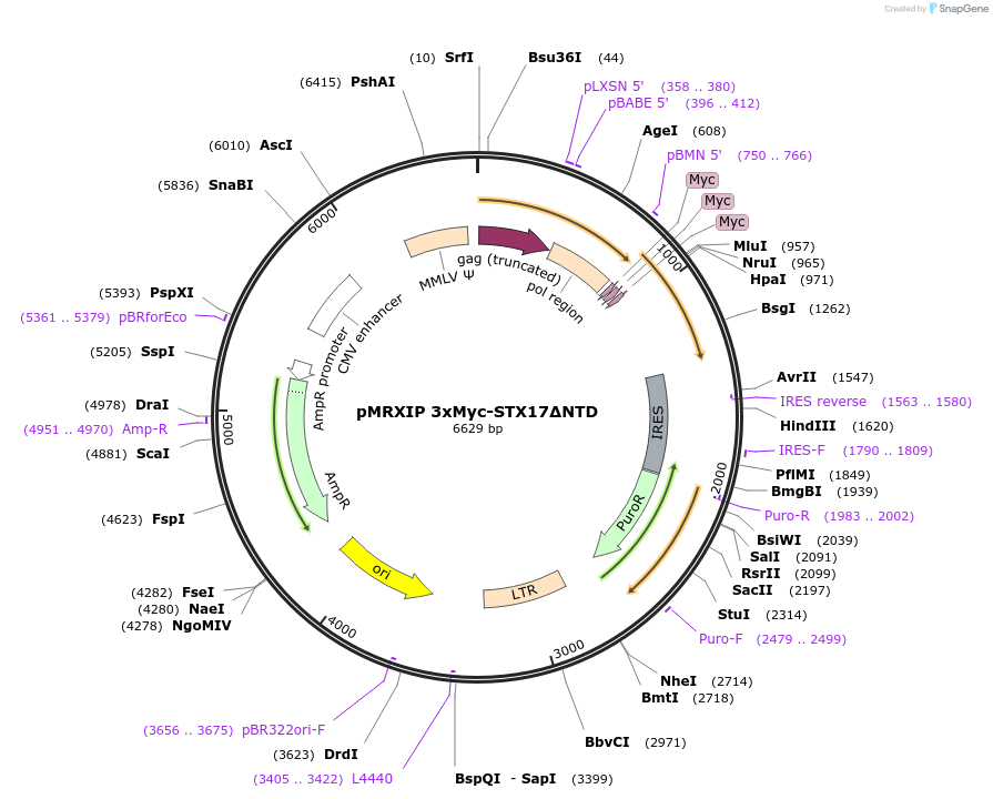 89940-plasmid-map-sequence-id-179974