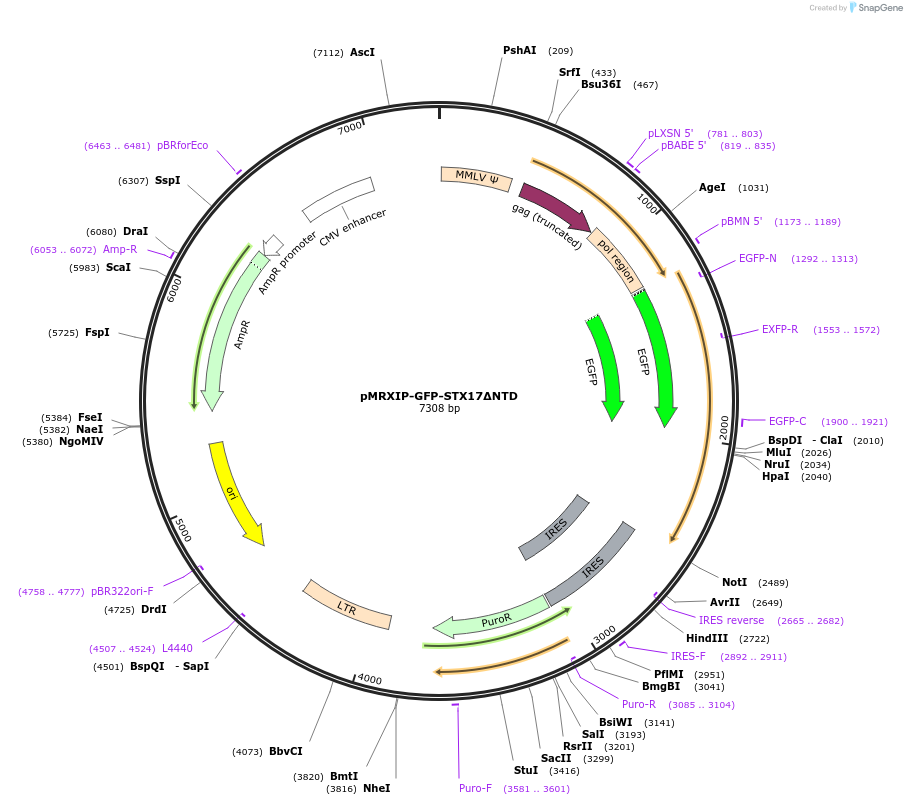 89941-plasmid-map-sequence-id-179975