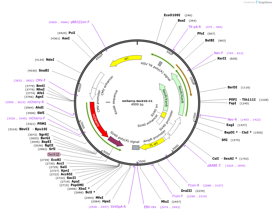 90994-plasmid-map-sequence-id-179976