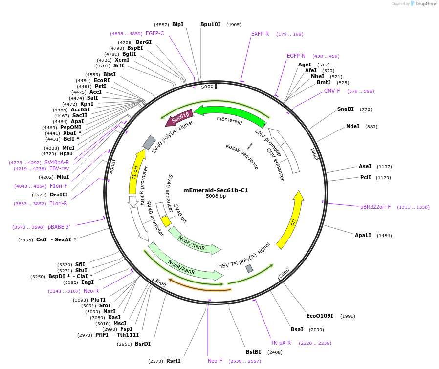 90992-plasmid-map-sequence-id-179977