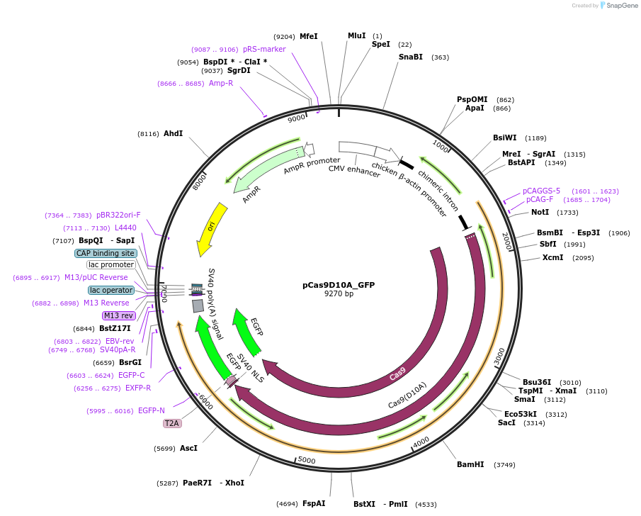 44720-plasmid-map-sequence-id-179979