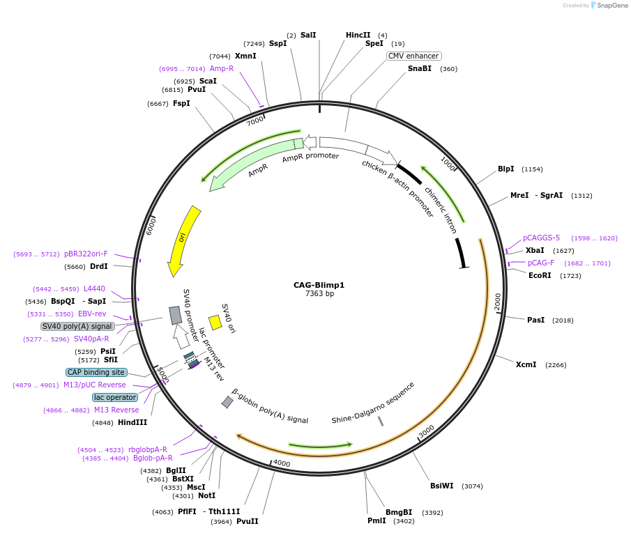 73995-plasmid-map-sequence-id-179983