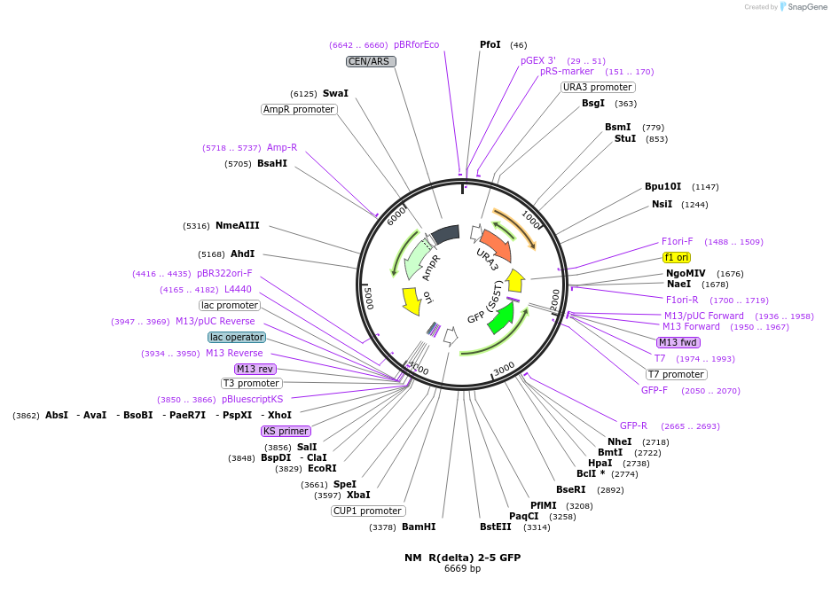 1209-plasmid-map-sequence-id-18