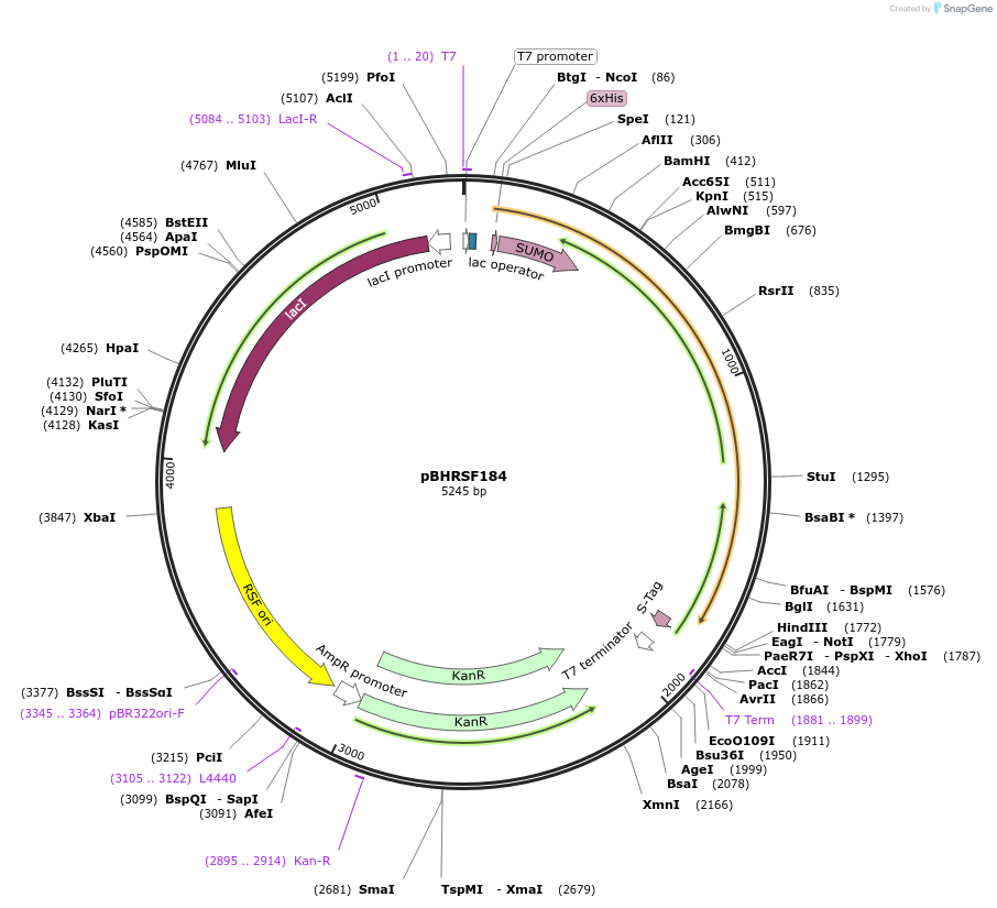 89482-plasmid-map-sequence-id-180027