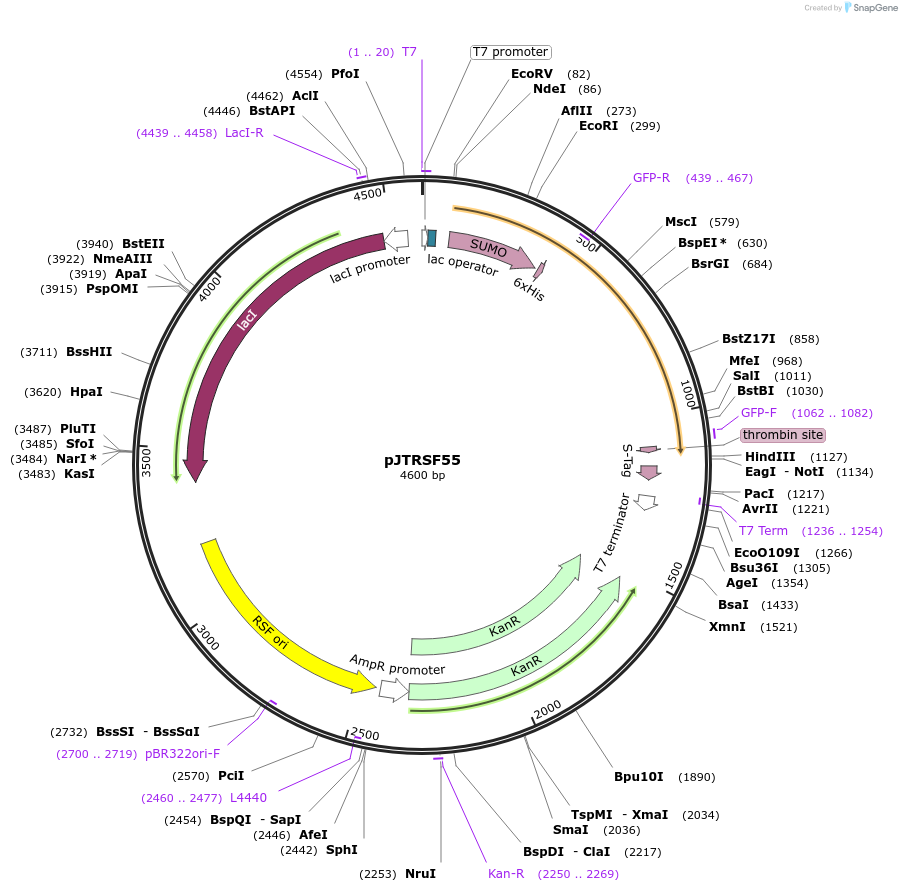 89701-plasmid-map-sequence-id-180028