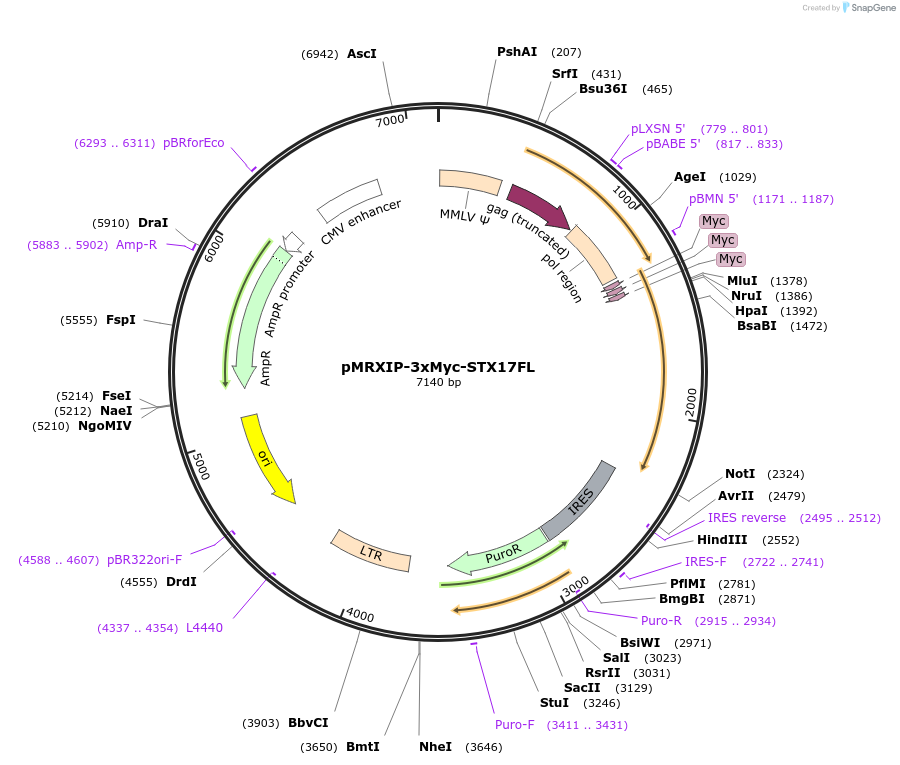 89942-plasmid-map-sequence-id-180029