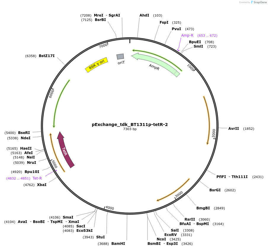 90326-plasmid-map-sequence-id-180032