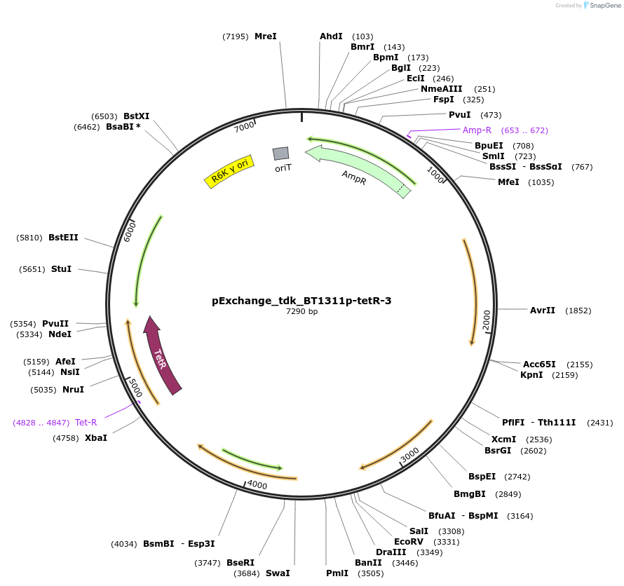90327-plasmid-map-sequence-id-180033
