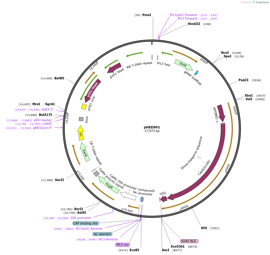 91707-plasmid-map-sequence-id-180046