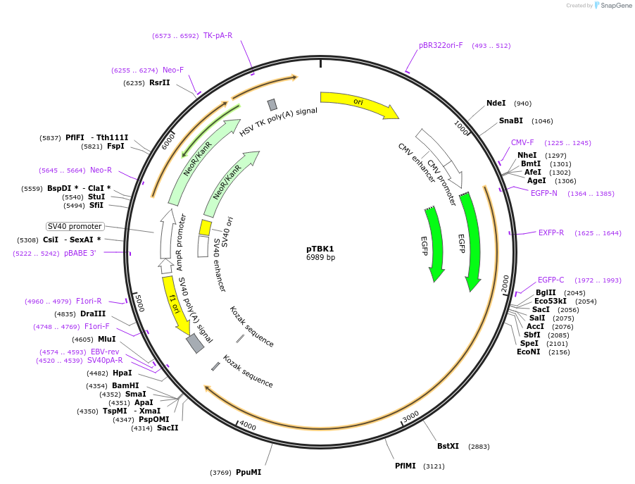 87443-plasmid-map-sequence-id-180062
