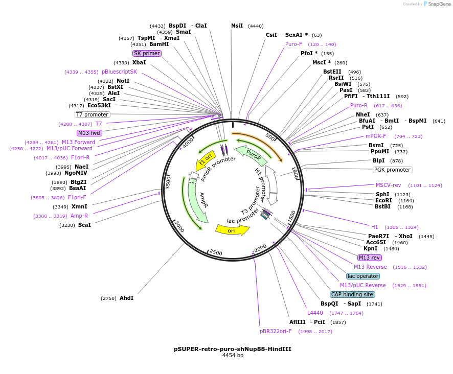 87329-plasmid-map-sequence-id-180073