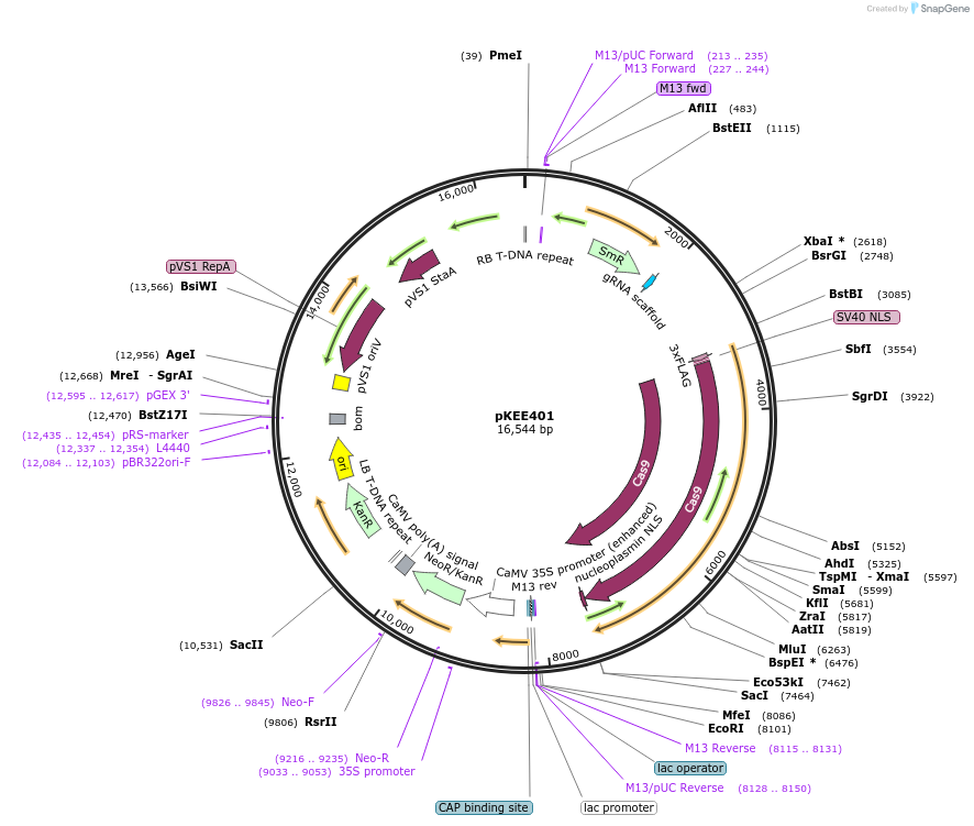 91715-plasmid-map-sequence-id-180075