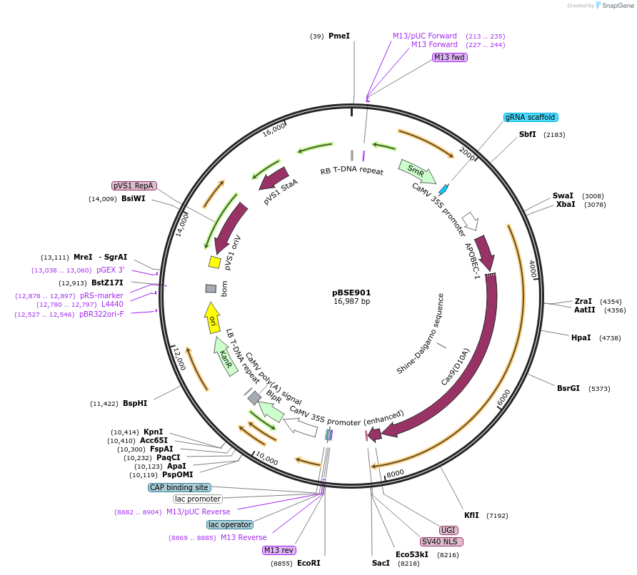 91709-plasmid-map-sequence-id-180109
