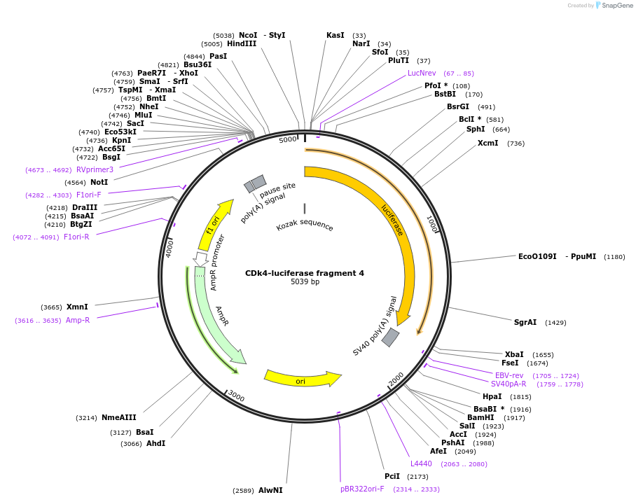 86663-plasmid-map-sequence-id-180114