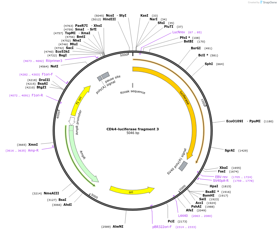86662-plasmid-map-sequence-id-180116