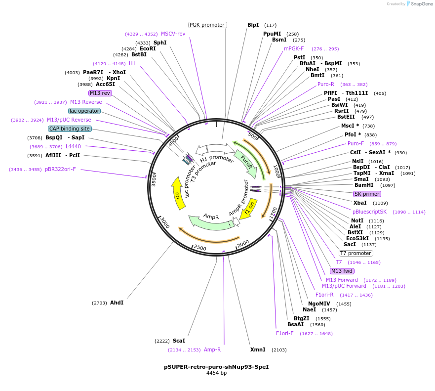 87331-plasmid-map-sequence-id-180117