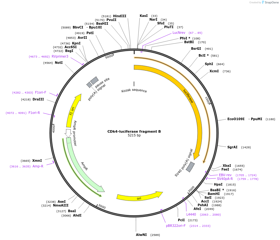 86659-plasmid-map-sequence-id-180119