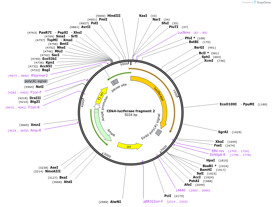 86661-plasmid-map-sequence-id-180121