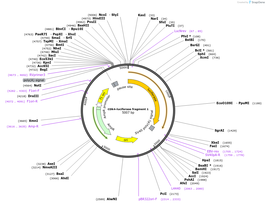 86660-plasmid-map-sequence-id-180122