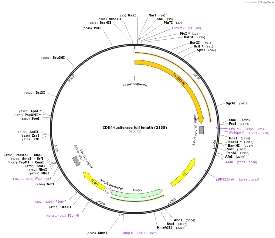 86656-plasmid-map-sequence-id-180124