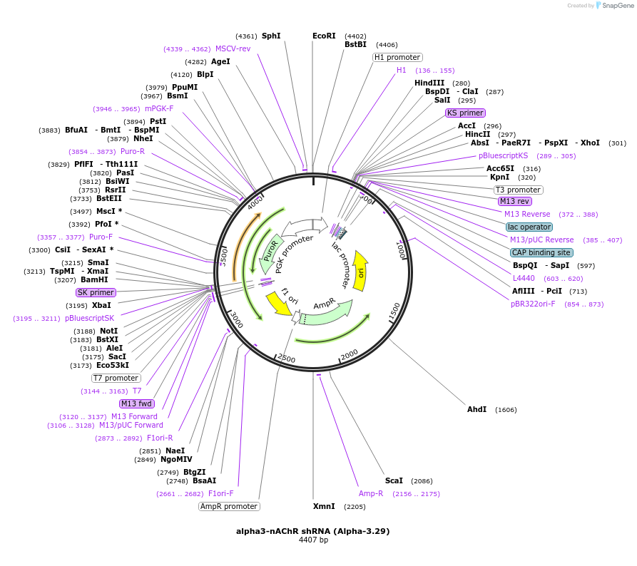 86655-plasmid-map-sequence-id-180126