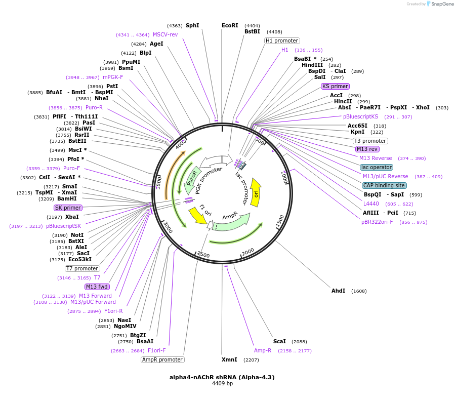 86652-plasmid-map-sequence-id-180128