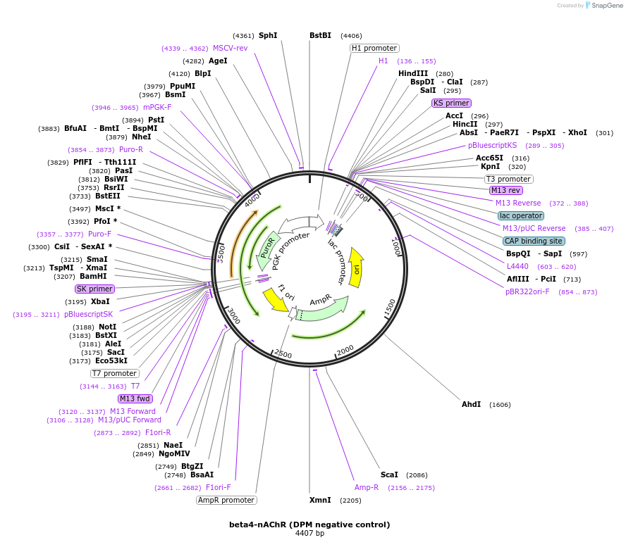 86651-plasmid-map-sequence-id-180131