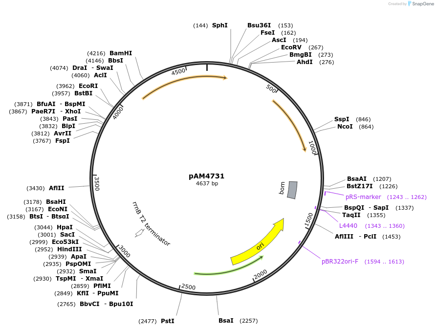 85127-plasmid-map-sequence-id-180134