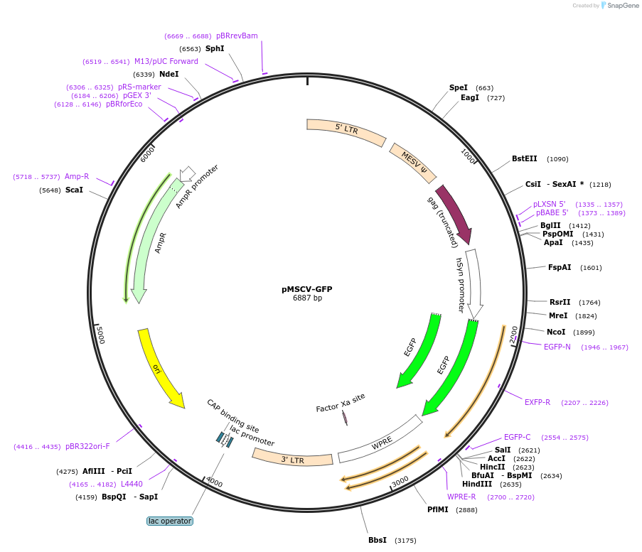 86537-plasmid-map-sequence-id-180135