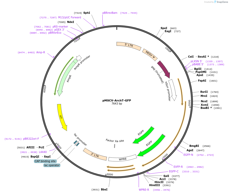 86536-plasmid-map-sequence-id-180136