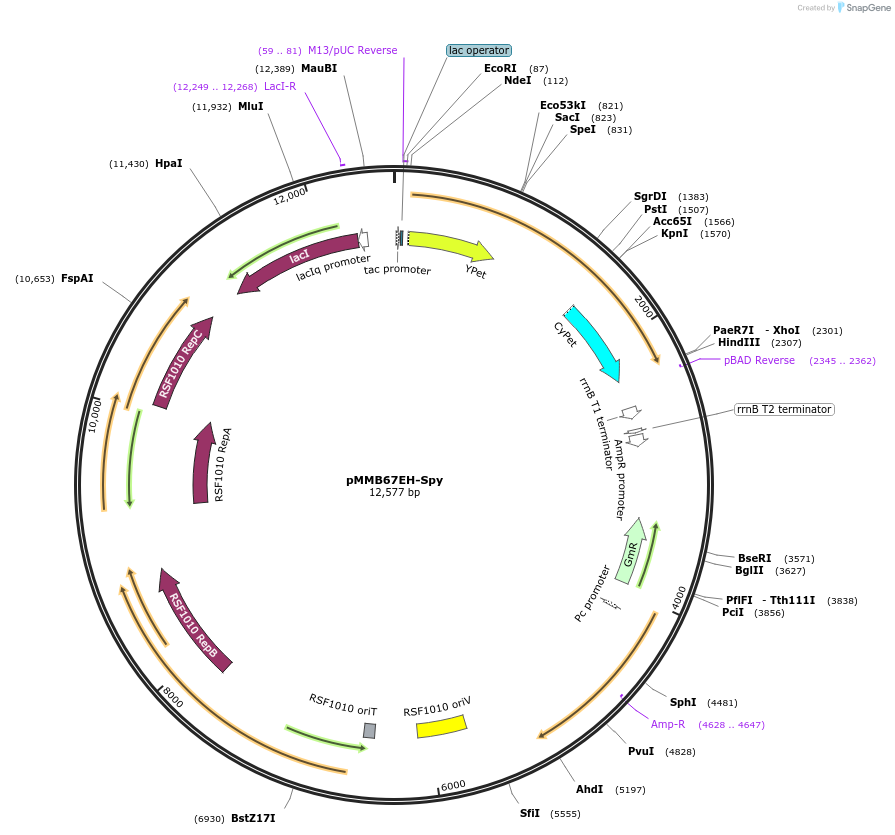 90102-plasmid-map-sequence-id-180137