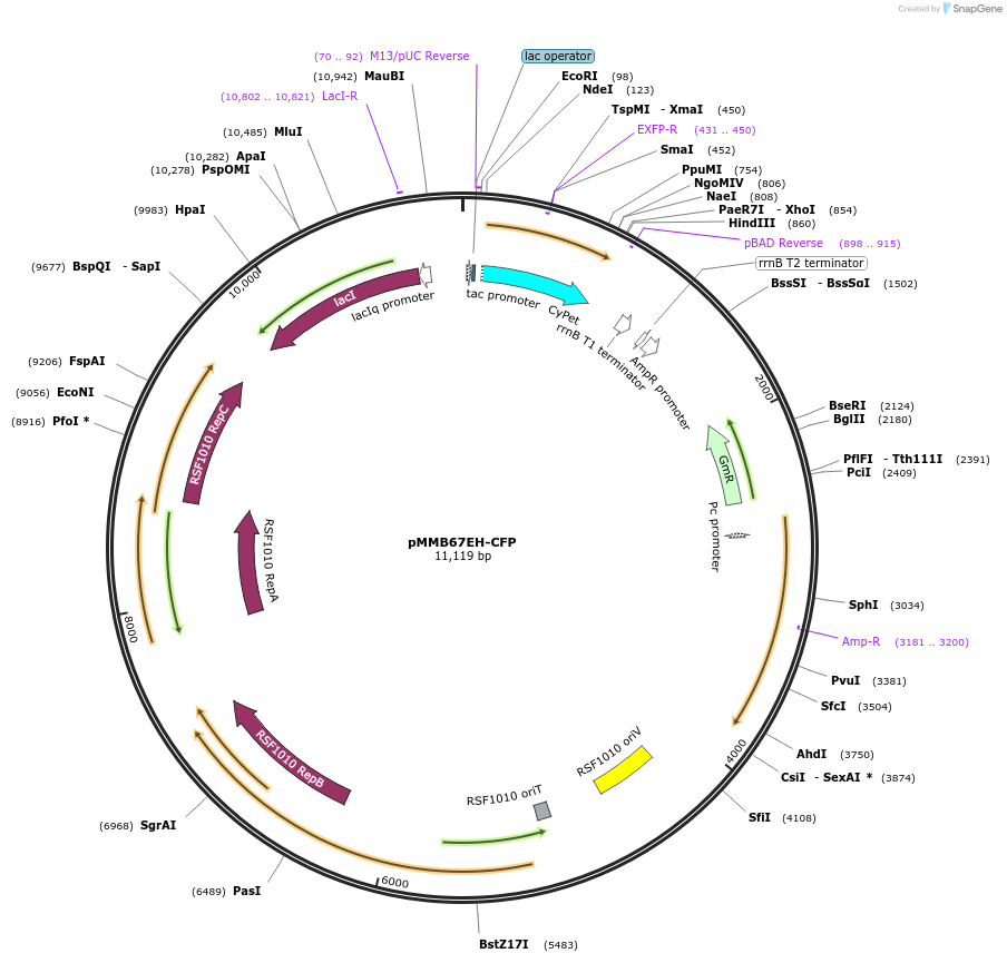 90103-plasmid-map-sequence-id-180138