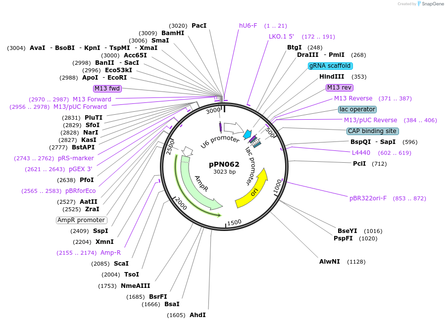 91595-plasmid-map-sequence-id-180155